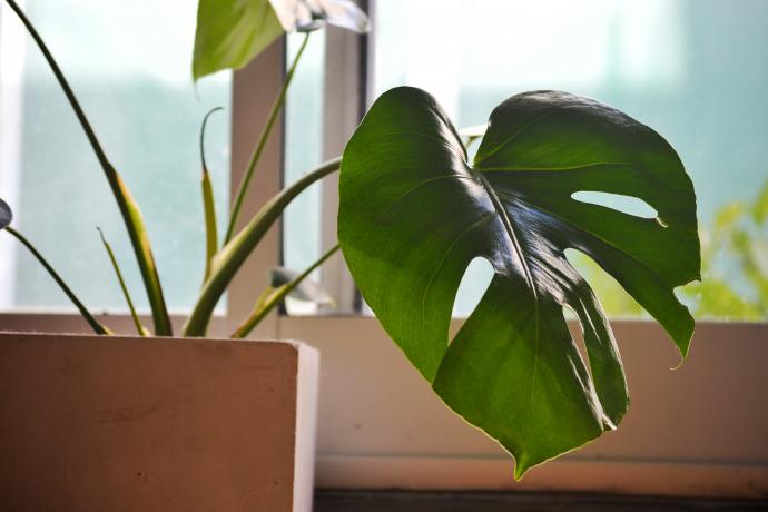 Monstera