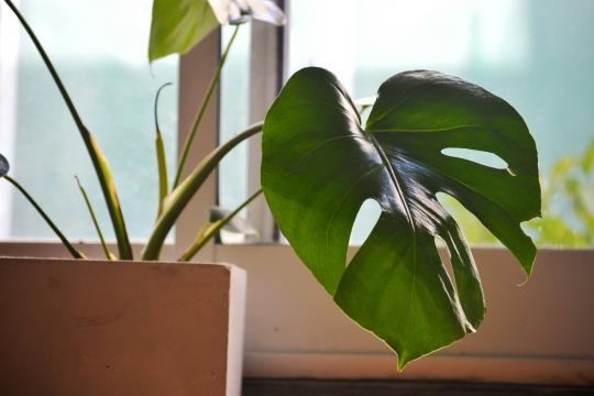 Monstera