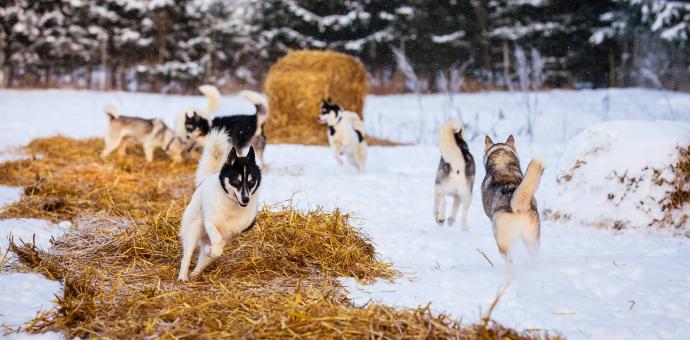 Running dogs