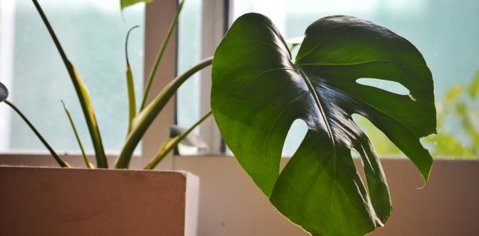 Monstera